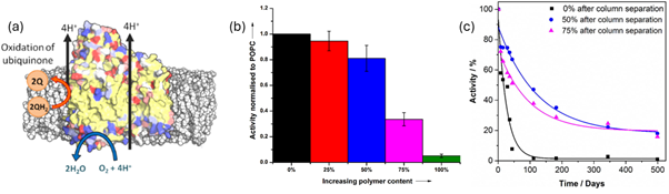 Figure 2. Enhanced functional lifetime of membrane proteins in hybrid vesicles